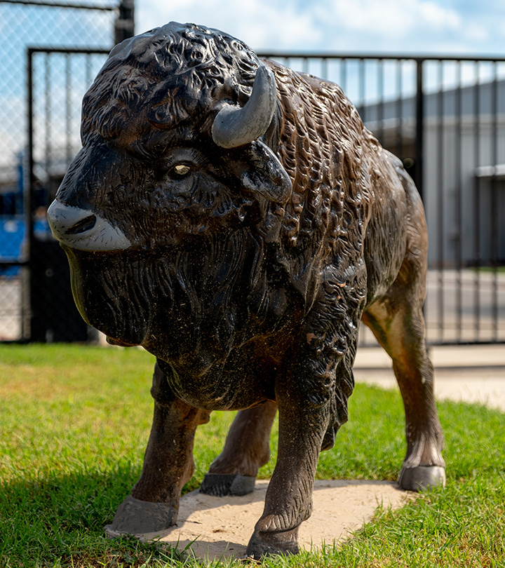 Buffalo